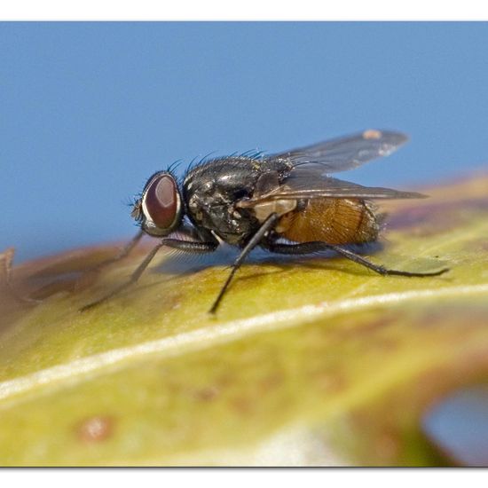 Musca autumnalis: Tier im Habitat Garten in der NatureSpots App