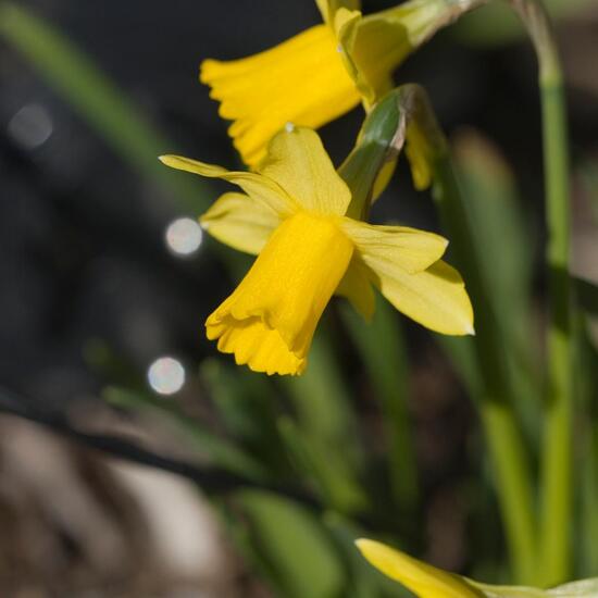 Narcissus cyclamineus: Plant in nature in the NatureSpots App