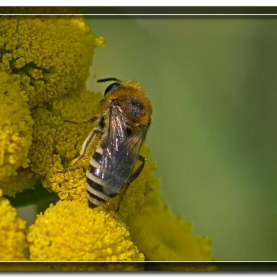 Gemeine Seidenbiene: Tier im Habitat Grasland und Büsche in der NatureSpots App