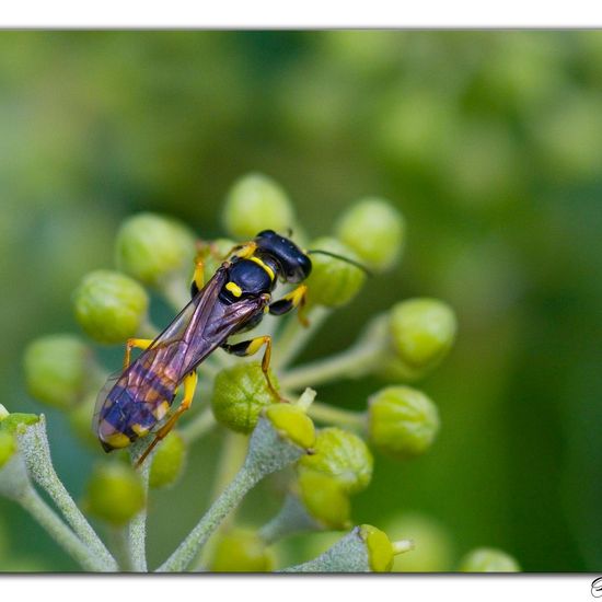 Mellinus arvensis: Tier im Habitat Grasland und Büsche in der NatureSpots App