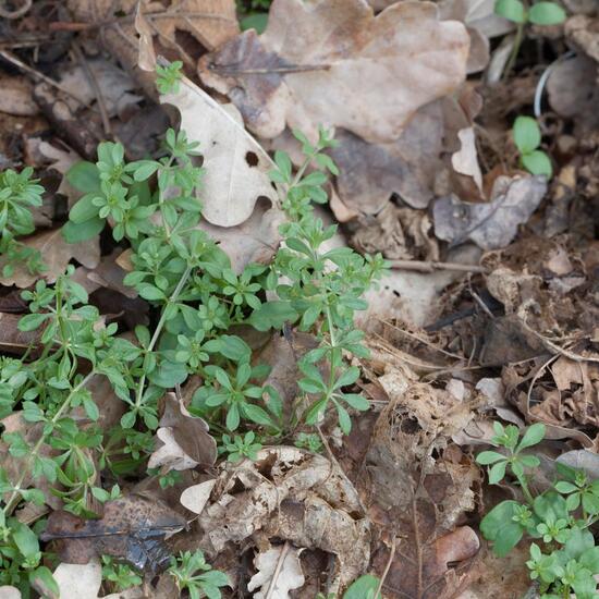 Kletten-Labkraut: Pflanze im Habitat Grasland und Büsche in der NatureSpots App