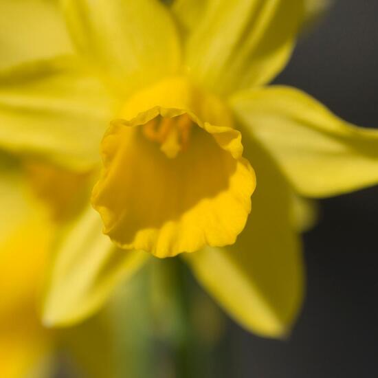 Narcissus cyclamineus: Plant in nature in the NatureSpots App