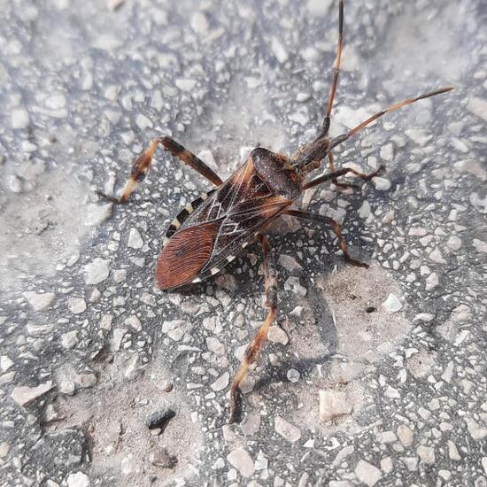 Western conifer seed bug: Animal in nature in the NatureSpots App