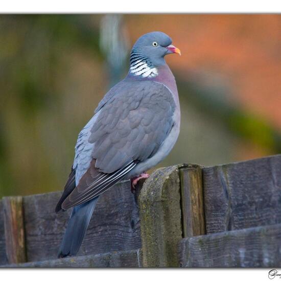 Common Wood Pigeon: Animal in habitat Garden in the NatureSpots App