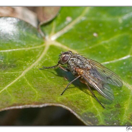 Phaonia tuguriorum: Tier im Habitat Garten in der NatureSpots App