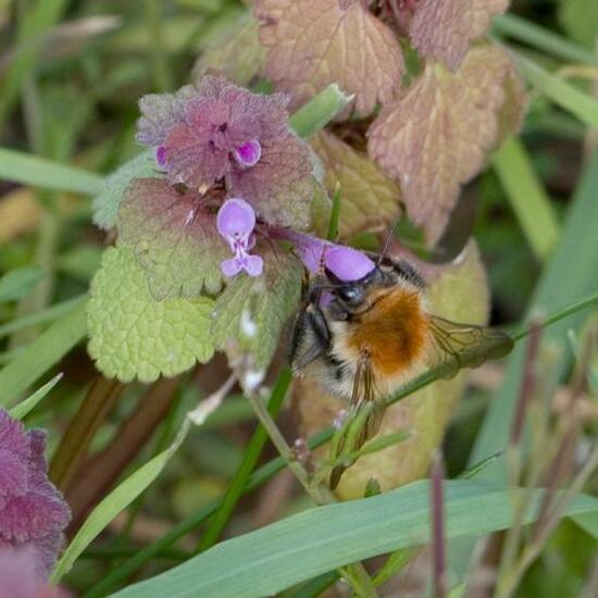 Ackerhummel: Tier im Habitat Grasland und Büsche in der NatureSpots App