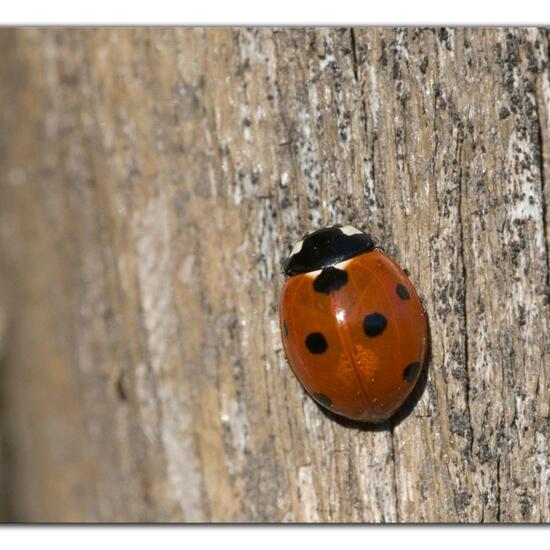 Coccinella septempunctata: Animal in habitat Garden in the NatureSpots App