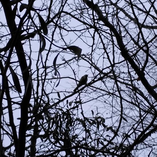 Kohlmeise: Tier im Habitat Auwald in der NatureSpots App