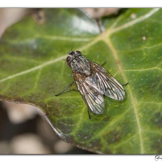 Phaonia tuguriorum: Tier im Habitat Garten in der NatureSpots App