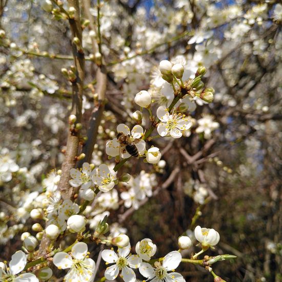 Westliche Honigbiene: Tier im Habitat Naturnahe Wiese in der NatureSpots App