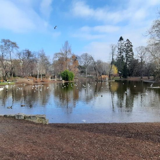 Landschaft: Süßwasser im Habitat Teich in der NatureSpots App