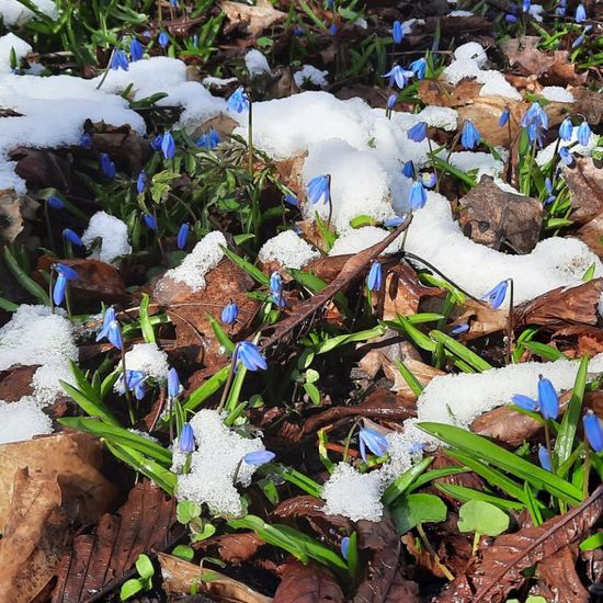 Scilla drunensis: Plant in habitat Park in the NatureSpots App