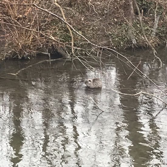 Nutria: Tier im Habitat Bach in der NatureSpots App