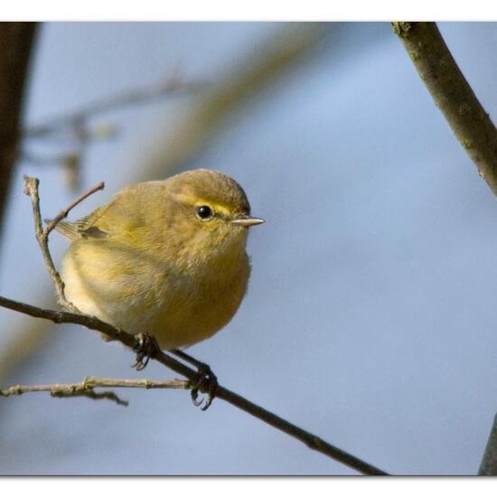 Zilpzalp: Tier im Habitat Borealer Nadelwald in der NatureSpots App