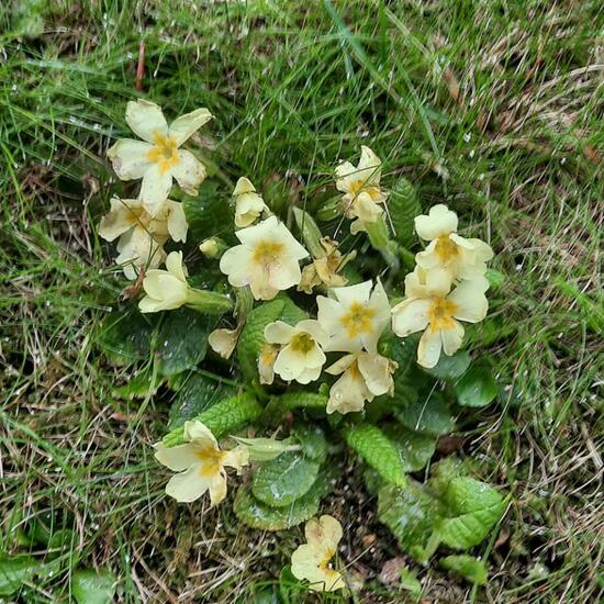 Primula: Plant in nature in the NatureSpots App