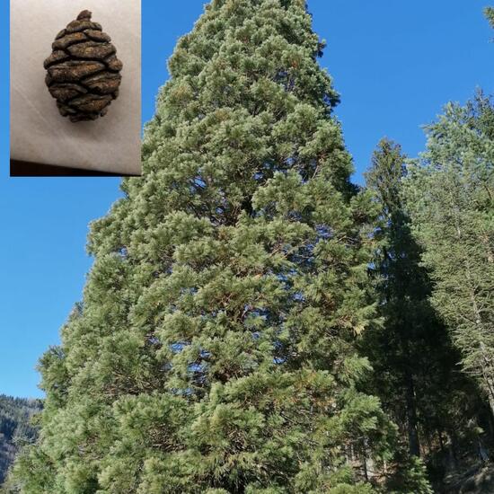 Sequoiadendron giganteum: Plant in habitat Park in the NatureSpots App