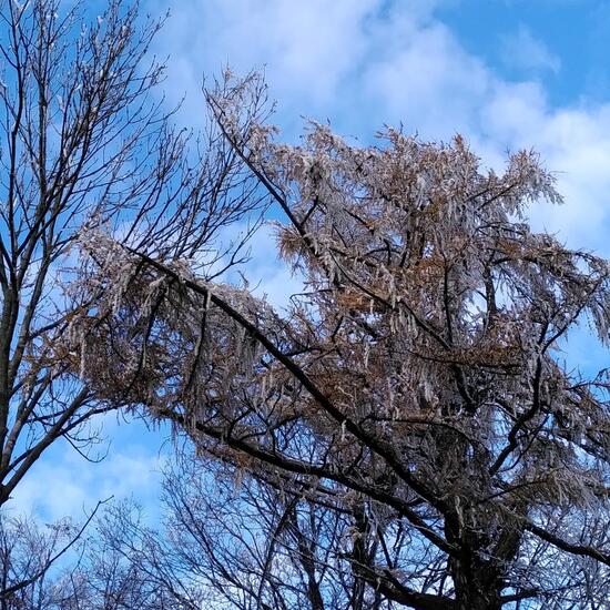 Larix decidua: Plant in habitat Temperate forest in the NatureSpots App