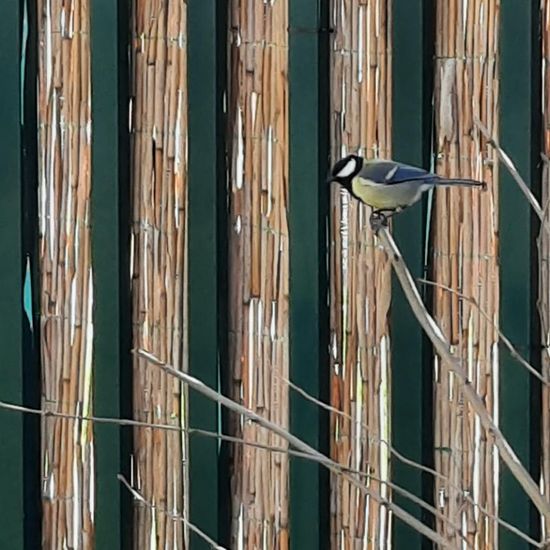 Great Tit: Animal in habitat Park in the NatureSpots App