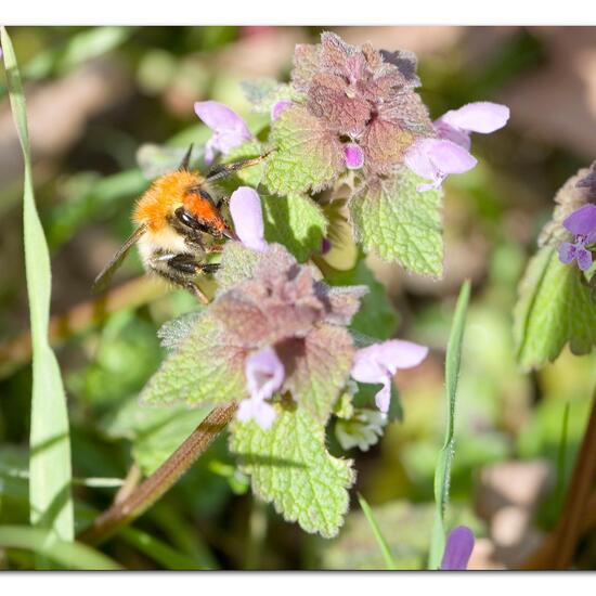 Bombus pascuorum: Animal in habitat Road or Transportation in the NatureSpots App