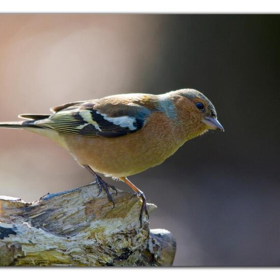 Buchfink: Tier im Habitat Borealer Nadelwald in der NatureSpots App