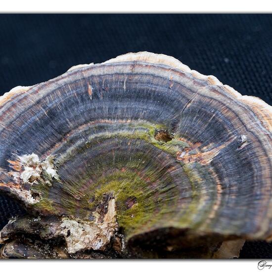 Trametes versicolor: Mushroom in habitat Grassland in the NatureSpots App
