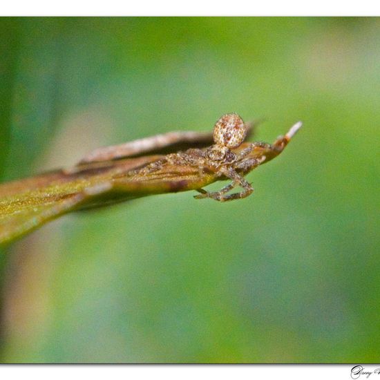 Philodromus speciosus: Tier im Habitat Garten in der NatureSpots App