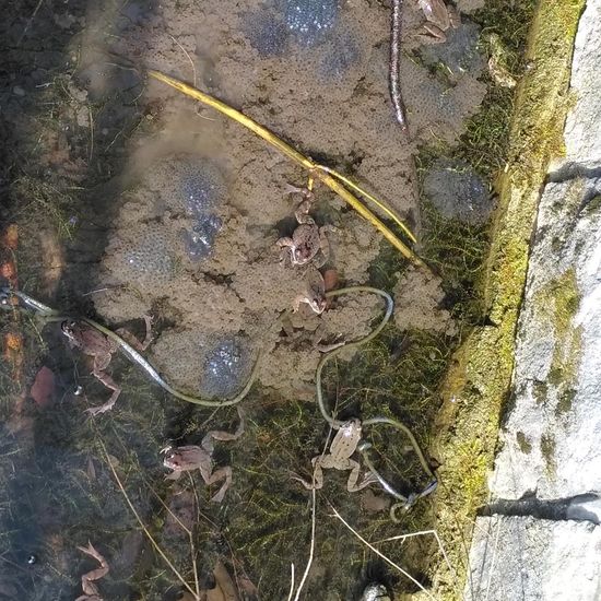 Wasserfrösche: Tier im Habitat Bach in der NatureSpots App