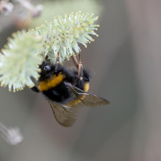 Dunkle Erdhummel: Tier in der Natur in der NatureSpots App