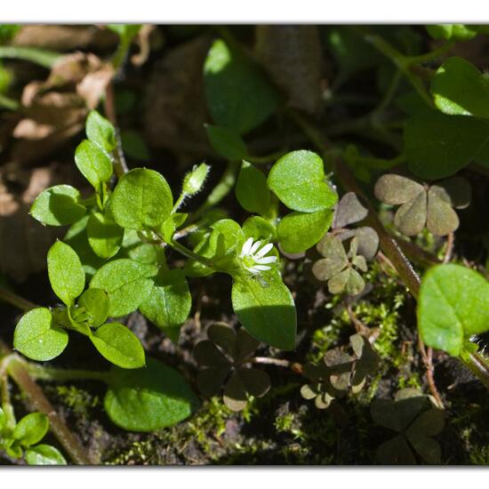 Common chickweed: Plant in habitat Garden in the NatureSpots App