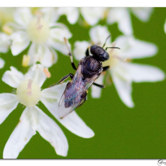 Oxybelus bipunctatus: Animal in habitat Grassland in the NatureSpots App