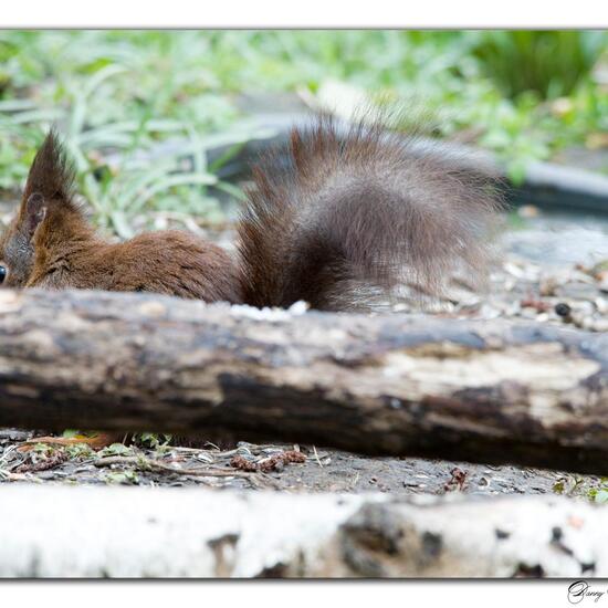 Red Squirrel: Animal in habitat Boreal forest in the NatureSpots App
