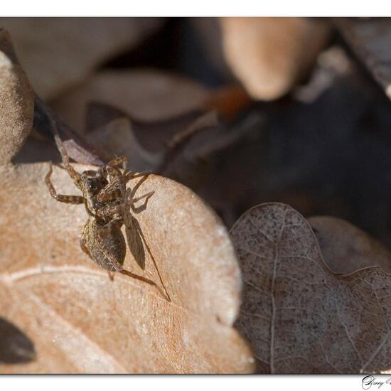 Pardosa amentata: Animal in habitat Grassland in the NatureSpots App