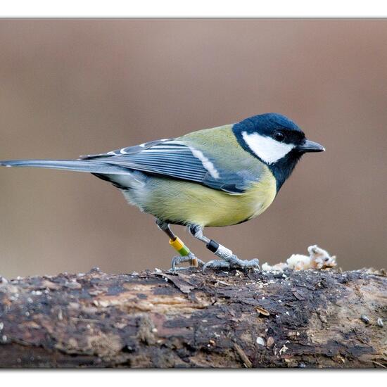 Kohlmeise: Tier im Habitat Garten in der NatureSpots App