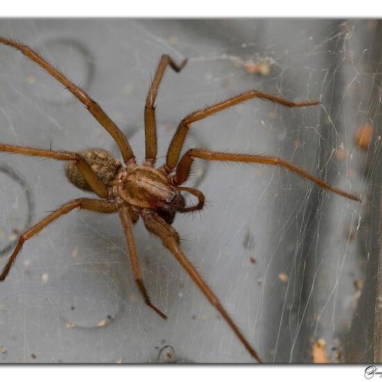 Große Winkelspinne: Tier im Habitat Innenraum in der NatureSpots App