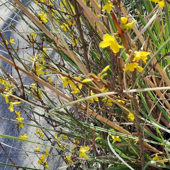 Forsythien: Pflanze in der Natur in der NatureSpots App