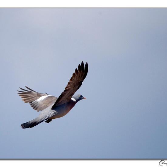 Common Wood Pigeon: Animal in habitat Backyard in the NatureSpots App