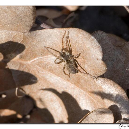 Dunkle Wolfspinne: Tier im Habitat Grasland und Büsche in der NatureSpots App