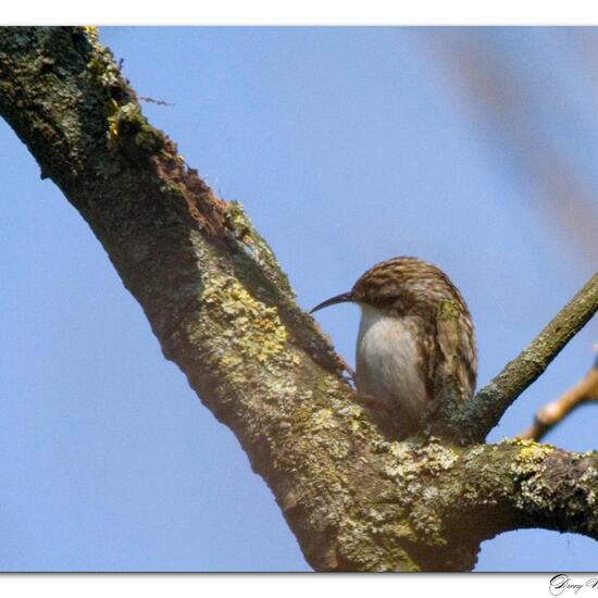 Short-toed Treecreeper: Animal in habitat Boreal forest in the NatureSpots App