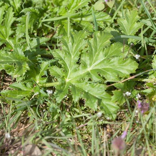 Heracleum mantegazzianum: Plant in habitat Road or Transportation in the NatureSpots App