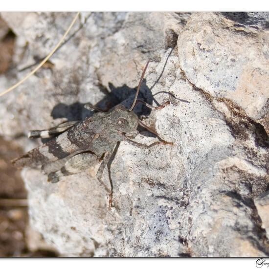 Oedipoda caerulescens: Animal in habitat Mountain in the NatureSpots App