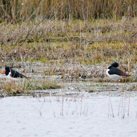 Eurasian Oystercatcher: Animal in habitat Freshwater habitat in the NatureSpots App