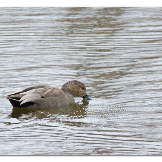 Mareca strepera strepera: Tier im Habitat Süßwasser in der NatureSpots App