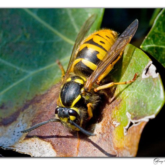 Vespula vulgaris: Animal in habitat Garden in the NatureSpots App