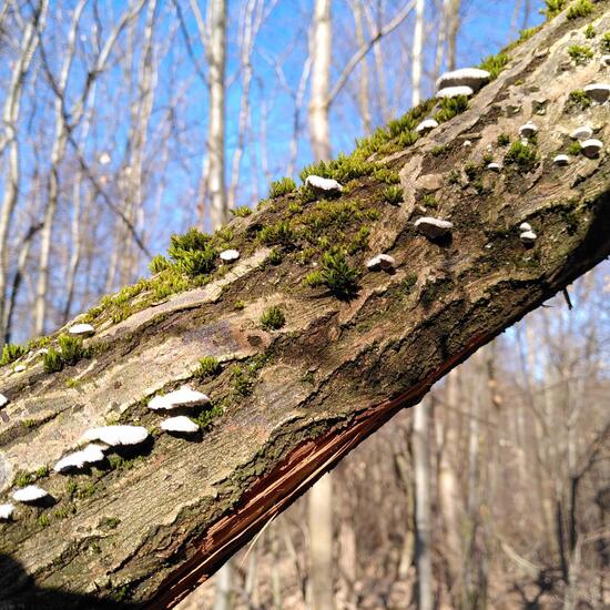 Schizophyllum commune: Mushroom in habitat Temperate forest in the NatureSpots App