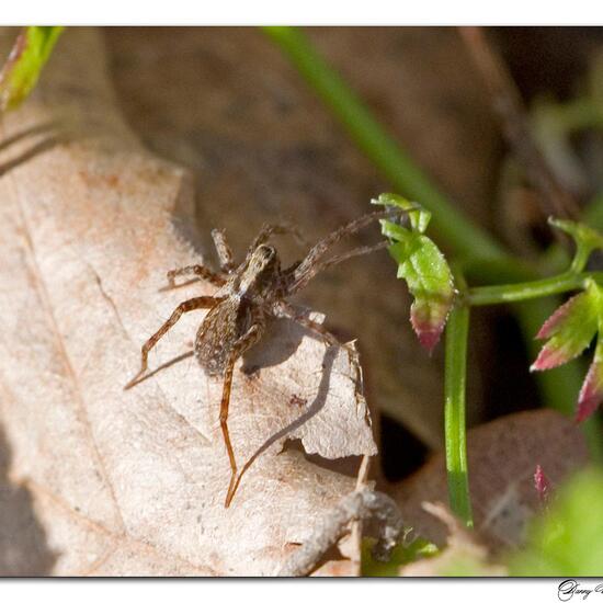 Pardosa amentata: Animal in habitat Grassland in the NatureSpots App