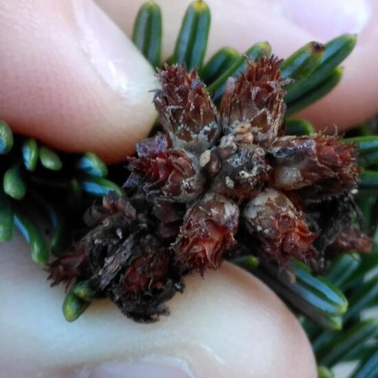 Picea omorika: Plant in habitat Garden in the NatureSpots App