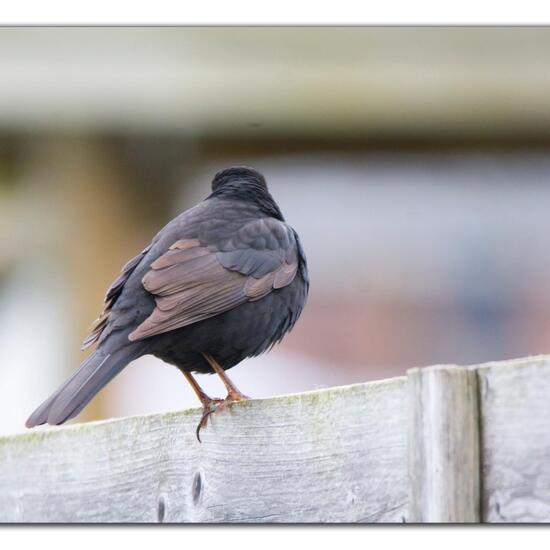 Common Blackbird: Animal in habitat Garden in the NatureSpots App