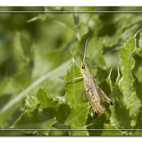 Pseudochorthippus parallelus: Tier im Habitat Halb-natürliches Grasland in der NatureSpots App