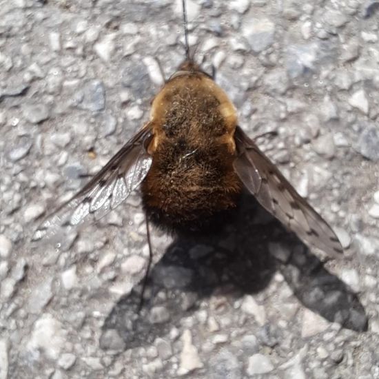 Bombylius discolor: Tier im Habitat Stadt und Garten in der NatureSpots App