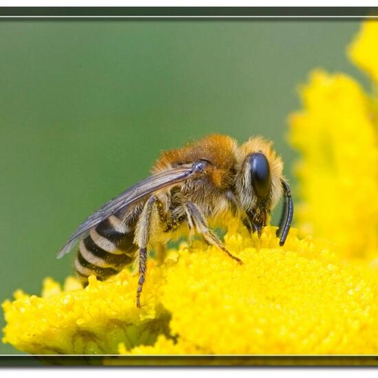 Colletes daviesanus: Animal in habitat Grassland in the NatureSpots App